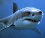 Непорочното зачатие - и при акули
